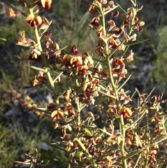 Daviesia genistifolia (Broom Bitter Pea) at Majura, ACT - 12 Sep 2016 by SilkeSma