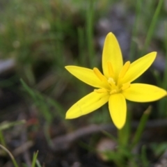 Hypoxis hygrometrica (Golden Weather-grass) at Gungahlin, ACT - 12 Sep 2016 by JasonC