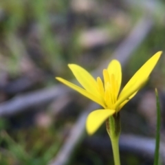 Hypoxis hygrometrica at Gungahlin, ACT - 12 Sep 2016