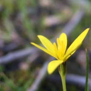 Hypoxis hygrometrica at Gungahlin, ACT - 12 Sep 2016