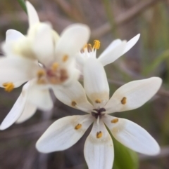 Wurmbea dioica subsp. dioica (Early Nancy) at Mulligans Flat - 12 Sep 2016 by JasonC