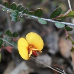 Bossiaea sp. at Mulligans Flat - 12 Sep 2016 by JasonC