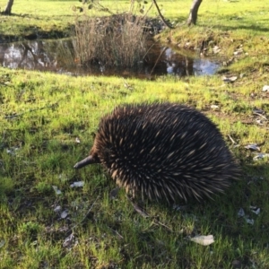 Tachyglossus aculeatus at Gungahlin, ACT - 12 Sep 2016