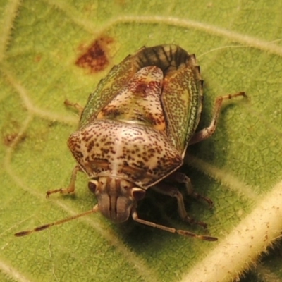 Ocirrhoe dallasi (Shield bug) at Pollinator-friendly garden Conder - 17 Apr 2015 by michaelb