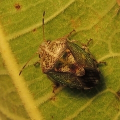 Ocirrhoe dallasi at Conder, ACT - 17 Apr 2015 01:06 PM