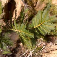 Acacia baileyana x Acacia decurrens (Cootamundra Wattle x Green Wattle (Hybrid)) at Isaacs, ACT - 12 Sep 2016 by Mike