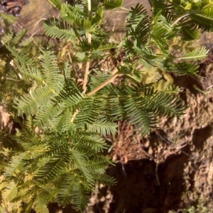 Acacia baileyana x Acacia decurrens at Isaacs, ACT - 12 Sep 2016