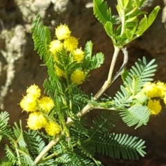 Acacia baileyana x Acacia decurrens at Isaacs, ACT - 12 Sep 2016