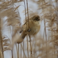 Acrocephalus australis (Australian Reed-Warbler) at QPRC LGA - 10 Sep 2016 by roymcd