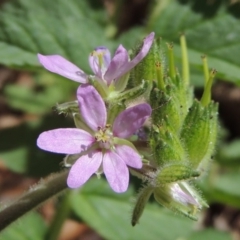 Erodium moschatum (Musky Crowfoot, Musky Storksbill) at Pollinator-friendly garden Conder - 11 Sep 2016 by michaelb