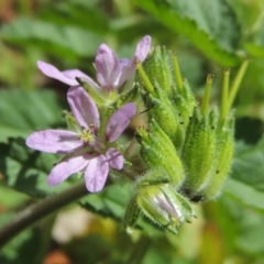 Erodium moschatum at Conder, ACT - 11 Sep 2016