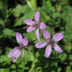 Erodium cicutarium (Common Storksbill, Common Crowfoot) at Pollinator-friendly garden Conder - 11 Sep 2016 by michaelb