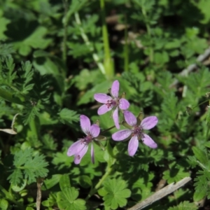 Erodium cicutarium at Conder, ACT - 11 Sep 2016