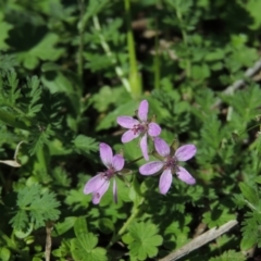 Erodium cicutarium at Conder, ACT - 11 Sep 2016