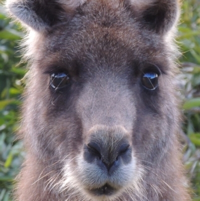 Macropus giganteus (Eastern Grey Kangaroo) at Conder, ACT - 21 Aug 2016 by michaelb