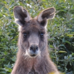 Macropus giganteus at Conder, ACT - 21 Aug 2016 04:44 PM