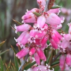 Lissanthe strigosa subsp. subulata (Peach Heath) at Googong, NSW - 12 Sep 2016 by Wandiyali