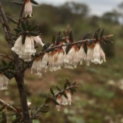 Leucopogon fletcheri subsp. brevisepalus (Twin Flower Beard-Heath) at Wandiyali-Environa Conservation Area - 12 Sep 2016 by Wandiyali