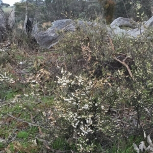 Styphelia fletcheri subsp. brevisepala at Googong, NSW - 13 Sep 2016