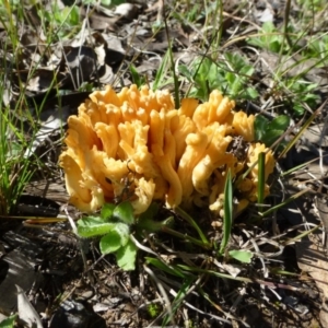 Ramaria sp. at Canberra Central, ACT - 12 Sep 2016