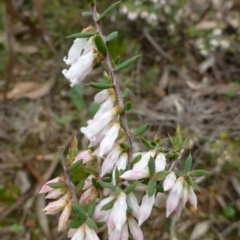 Leucopogon fletcheri subsp. brevisepalus (Twin Flower Beard-Heath) at Point 5807 - 7 Sep 2016 by RWPurdie