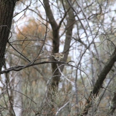 Pyrrholaemus sagittatus (Speckled Warbler) at Canberra Central, ACT - 13 Sep 2016 by petersan