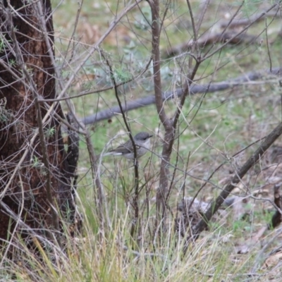 Pachycephala pectoralis (Golden Whistler) at Mount Majura - 12 Sep 2016 by petersan