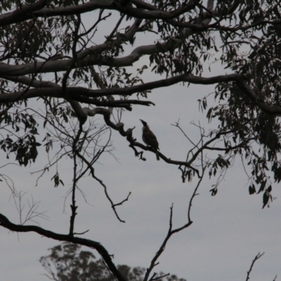 Philemon corniculatus (Noisy Friarbird) at Mount Majura - 8 Sep 2016 by petersan