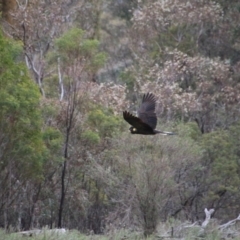 Zanda funerea (Yellow-tailed Black-Cockatoo) at Mount Majura - 11 Sep 2016 by petersan