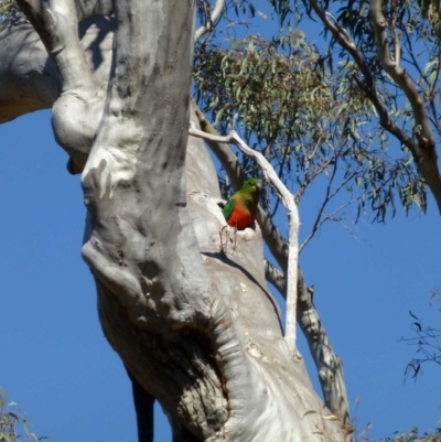 Alisterus scapularis (Australian King-Parrot) at Canberra Central, ACT - 12 Sep 2016 by RWPurdie