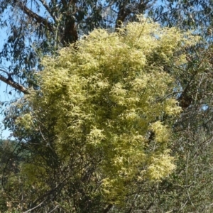 Clematis leptophylla at Canberra Central, ACT - 13 Sep 2016