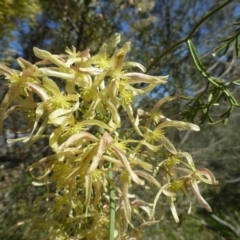 Clematis leptophylla at Canberra Central, ACT - 13 Sep 2016