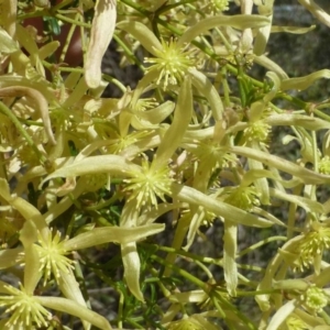 Clematis leptophylla at Canberra Central, ACT - 13 Sep 2016