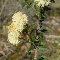 Acacia gunnii (Ploughshare Wattle) at Black Mountain - 12 Sep 2016 by RWPurdie