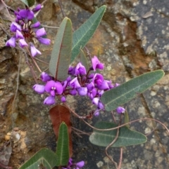 Hardenbergia violacea (False Sarsaparilla) at Acton, ACT - 8 Sep 2016 by RWPurdie