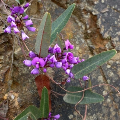 Hardenbergia violacea (False Sarsaparilla) at Acton, ACT - 8 Sep 2016 by RWPurdie