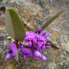 Hardenbergia violacea at Acton, ACT - 8 Sep 2016 12:00 AM