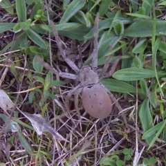Isopeda (genus) (Huntsman Spider) at Isaacs Ridge - 13 Sep 2016 by Mike
