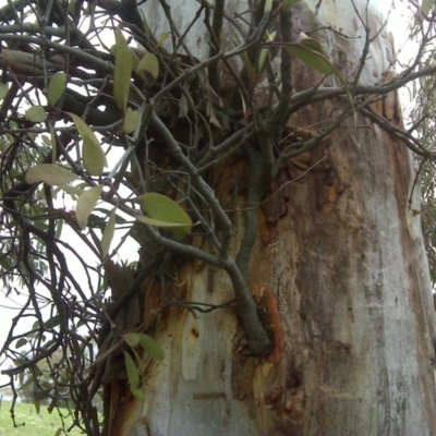 Muellerina eucalyptoides (Creeping Mistletoe) at Isaacs, ACT - 13 Sep 2016 by Mike