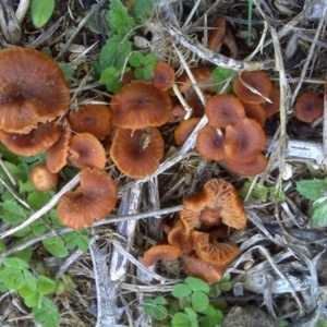 Laccaria sp. at Isaacs Ridge - 13 Sep 2016 12:04 PM