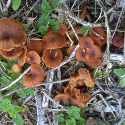 Laccaria sp. (Laccaria) at Isaacs Ridge and Nearby - 13 Sep 2016 by Mike