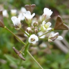 Capsella bursa-pastoris (Shepherd's Purse) at Isaacs, ACT - 13 Sep 2016 by Mike