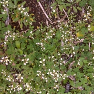 Capsella bursa-pastoris at Isaacs Ridge - 13 Sep 2016 01:53 PM