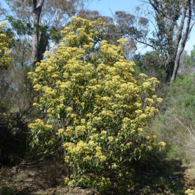 Pomaderris intermedia (Golden Pomaderris) at Black Mountain - 11 Sep 2016 by RWPurdie