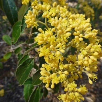 Pomaderris intermedia (Golden Pomaderris) at Canberra Central, ACT - 11 Sep 2016 by RWPurdie