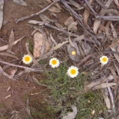 Leucochrysum albicans subsp. tricolor (Hoary Sunray) at Isaacs Ridge and Nearby - 13 Sep 2016 by Mike