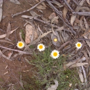 Leucochrysum albicans subsp. tricolor at Isaacs, ACT - 13 Sep 2016