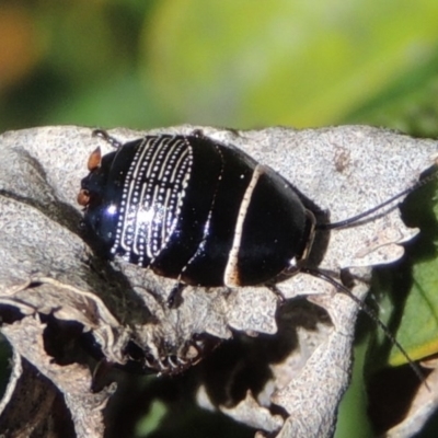 Ellipsidion australe (Austral Ellipsidion cockroach) at Conder, ACT - 11 Sep 2016 by michaelb