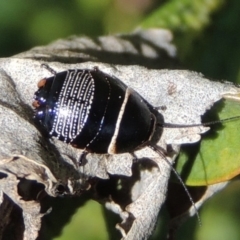 Ellipsidion australe at Conder, ACT - 11 Sep 2016 02:06 PM