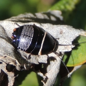 Ellipsidion australe at Conder, ACT - 11 Sep 2016 02:06 PM